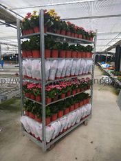 Вырастите осеменяющ полки завода дома вагонетки W565mm цветка HDG датские