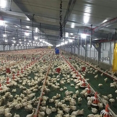 Оборудование животноводства птицы горячего погружения гальванизированное автоматическое для обрабатывать землю цыпленок